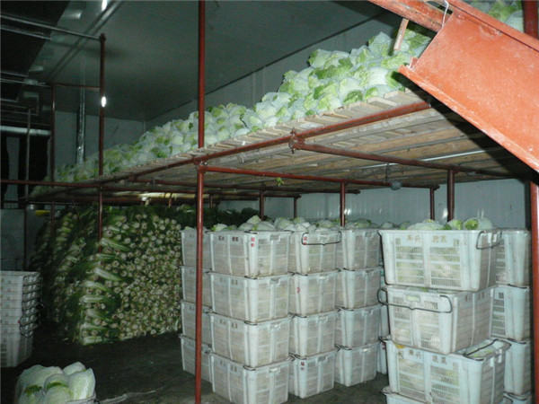 蔬菜冷庫,蔬菜冷庫廠(chǎng)家,蔬菜冷庫建造,蔬菜冷庫設計,蔬菜冷庫價(jià)格表